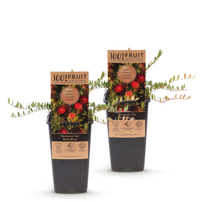 Green boutiQ - Fruit Plant - Vaccinium mac. Early Black - Cranberry - Winter Hardy - Blueberry - 2 Plants - Pot 15cm - Height 50cm 