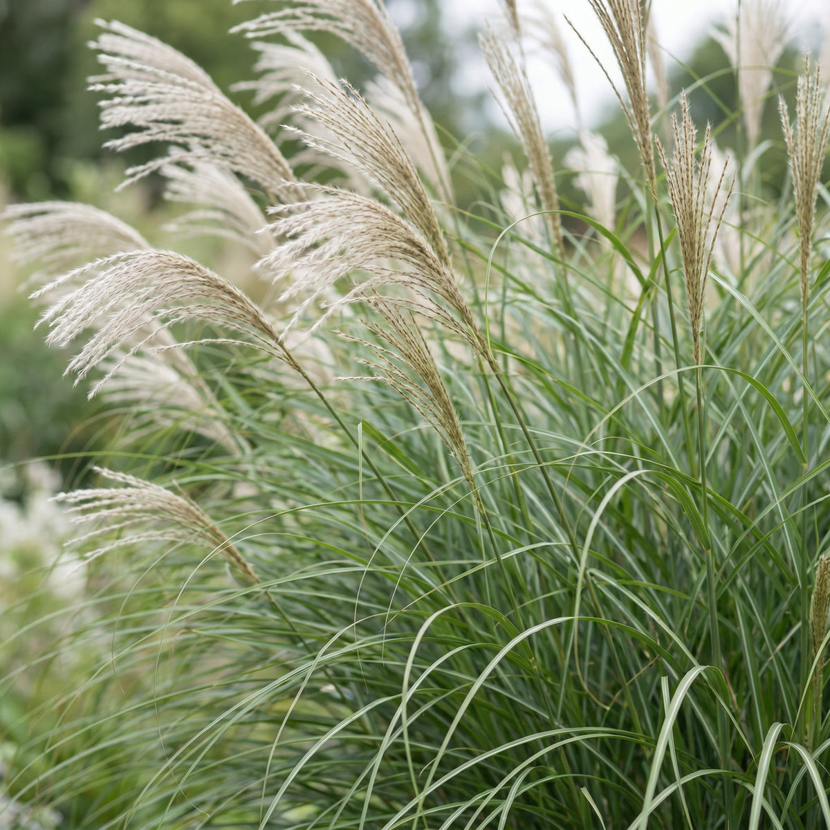 Chinaschilf 'Gracillimus' – Miscanthus sinensis 'Gracillimus' – Topf Ø11cm – Ansicht 5