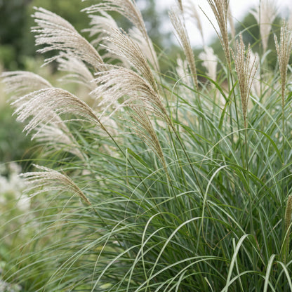 Chinaschilf 'Gracillimus' – Miscanthus sinensis 'Gracillimus' – Topf Ø11cm – Ansicht 5