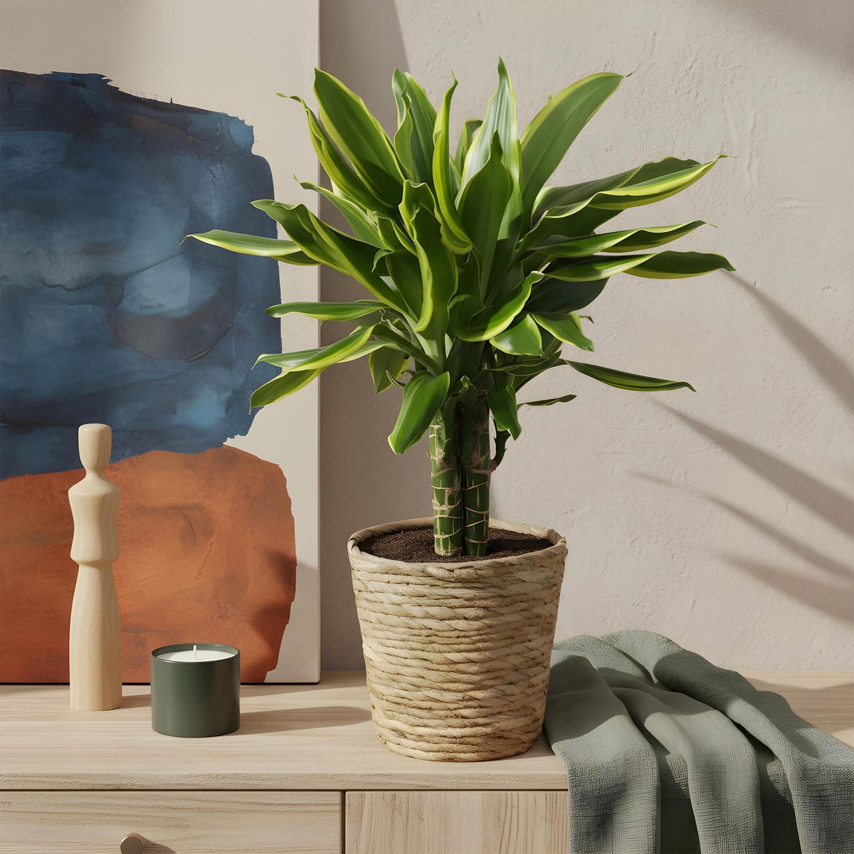 Green boutiQ - Zimmerpflanzen - Dracaena fragrans Golden Coast - Drachenblutbaum - Wenig Pflege - Bunt - 1 Pflanze - Topf 17cm - Höhe 50-55cm 