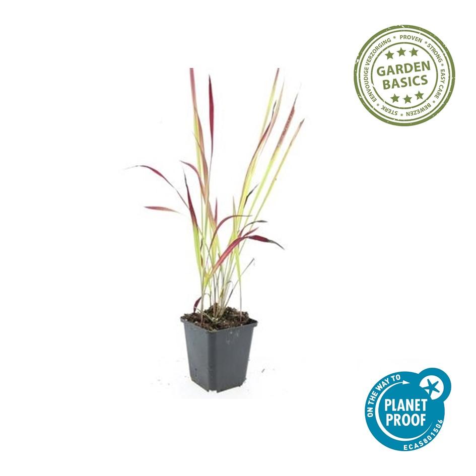 Japanisches Blutgras Imperata cylindrica 'Red Baron' – ↕10-25cm – Ø9cm – Ansicht 19
