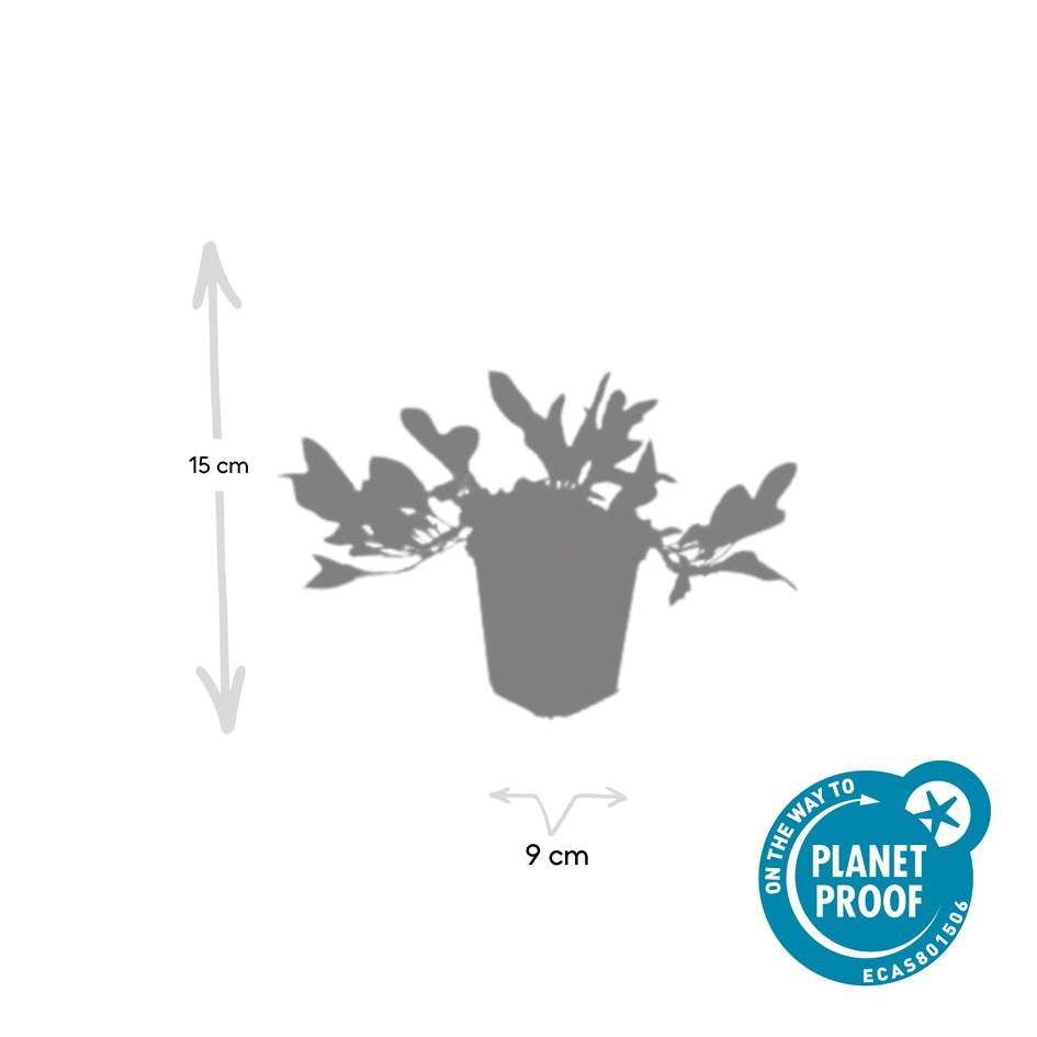 Schneckenknöterich Persicaria aff. 'Darjeeling Red' – ↕10-25cm – Ø9cm – 6 Pflanzen – Rotes Laub – Sonne & Halbschatten – Pfle