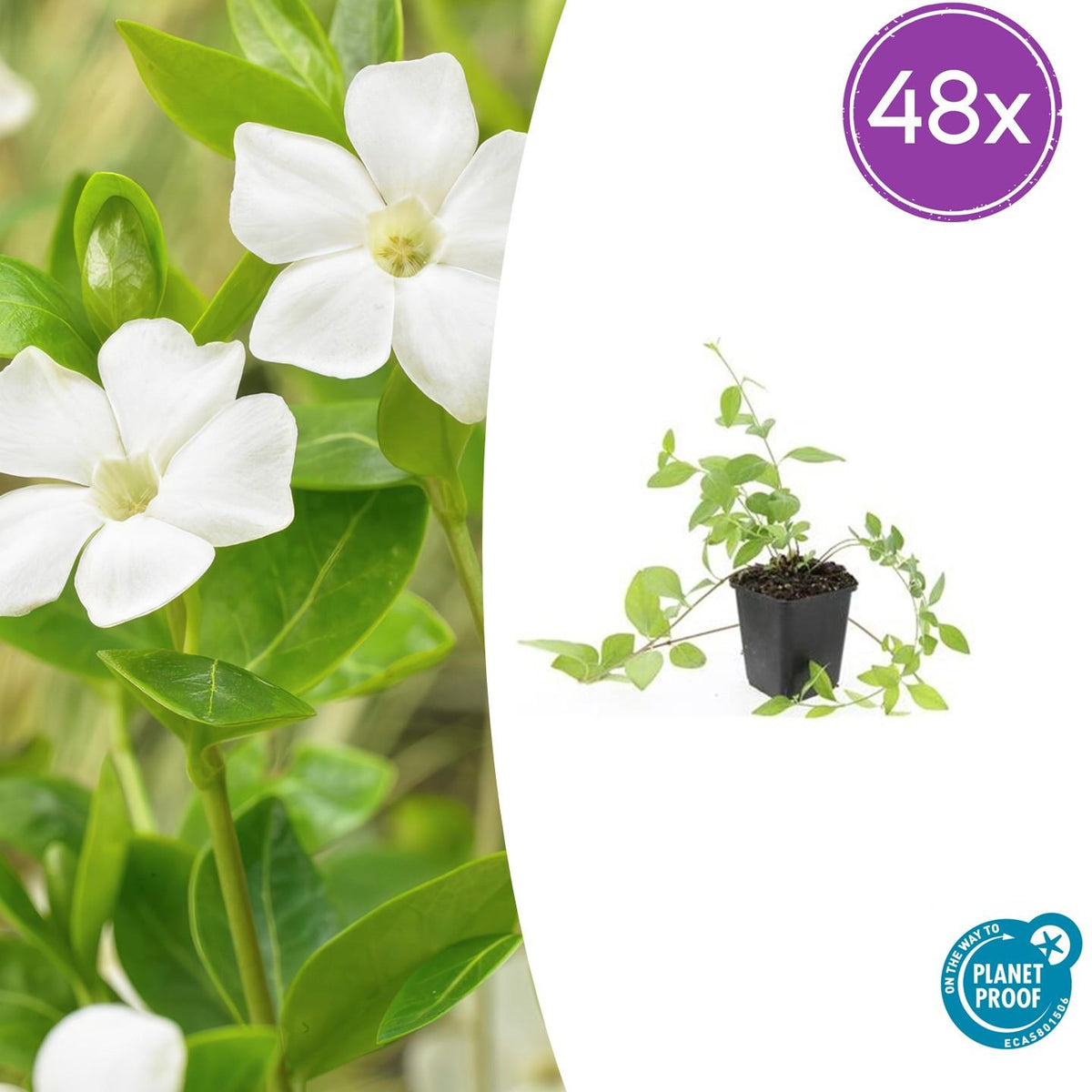 Großblättriges Immergrün Vinca major 'Alba' – Bodendecker – Ø9cm – ↕10-25cm – Weiße Blüten – pflegeleicht – Ansicht 21