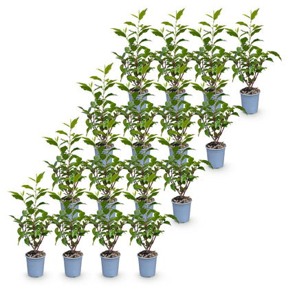 Portugiesischer Lorbeer 'Angustifolia' – Prunus lusitanica 'Angustifolia' – 16 Heckenpflanzen – Topf Ø9cm – Ansicht 2