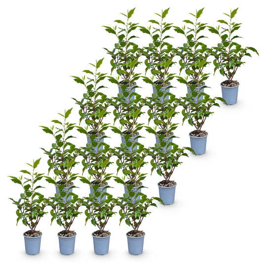 Portugiesischer Lorbeer 'Angustifolia' – Prunus lusitanica 'Angustifolia' – 16 Heckenpflanzen – Topf Ø9cm – Ansicht 2
