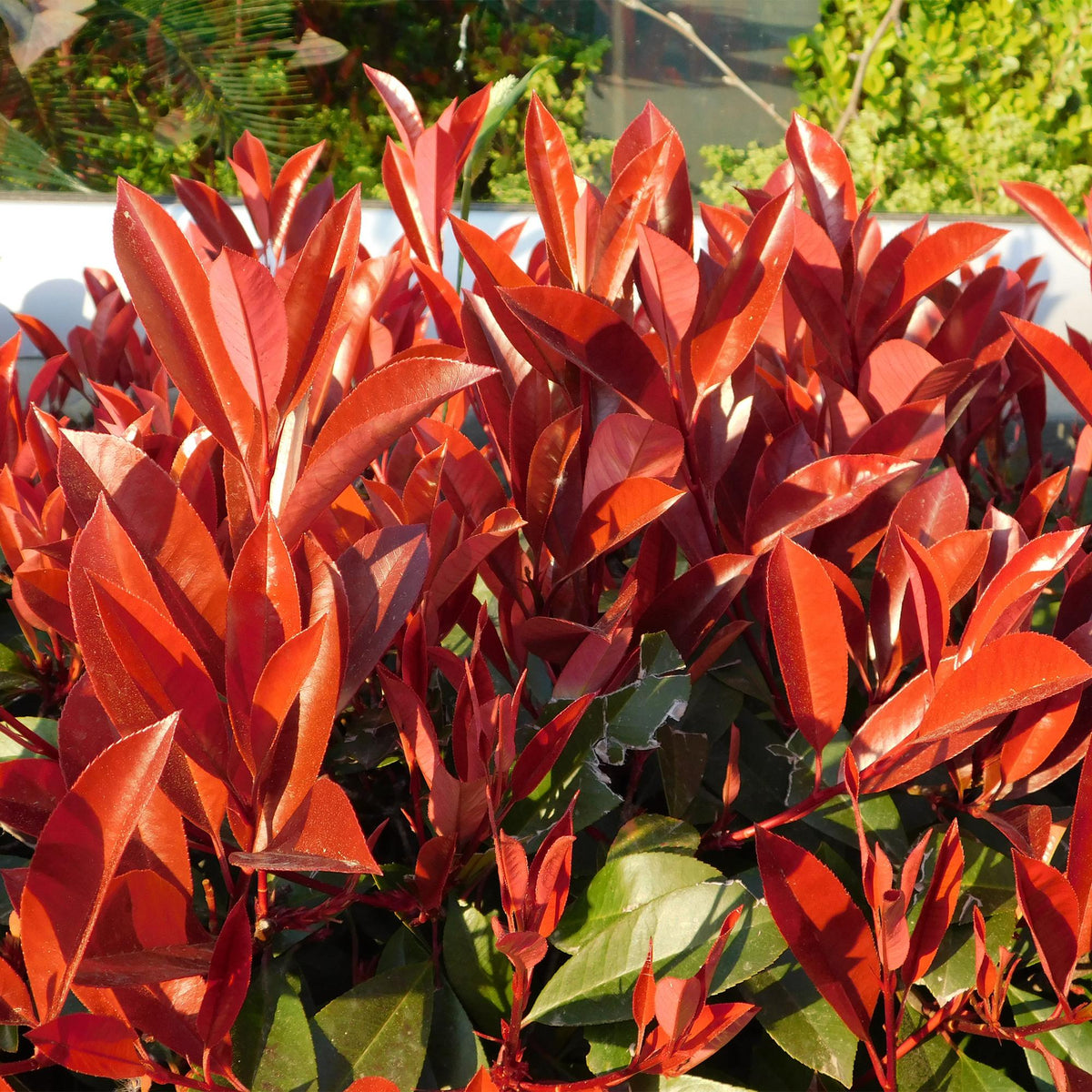 Frasers Glanzmispel – Photinia fraseri Red Robin – Heckenpflanze – Blatt rot grün – 8 Pflanzen – 1 laufender Meter – immergrün – 9cm Höhe 30-35cm 