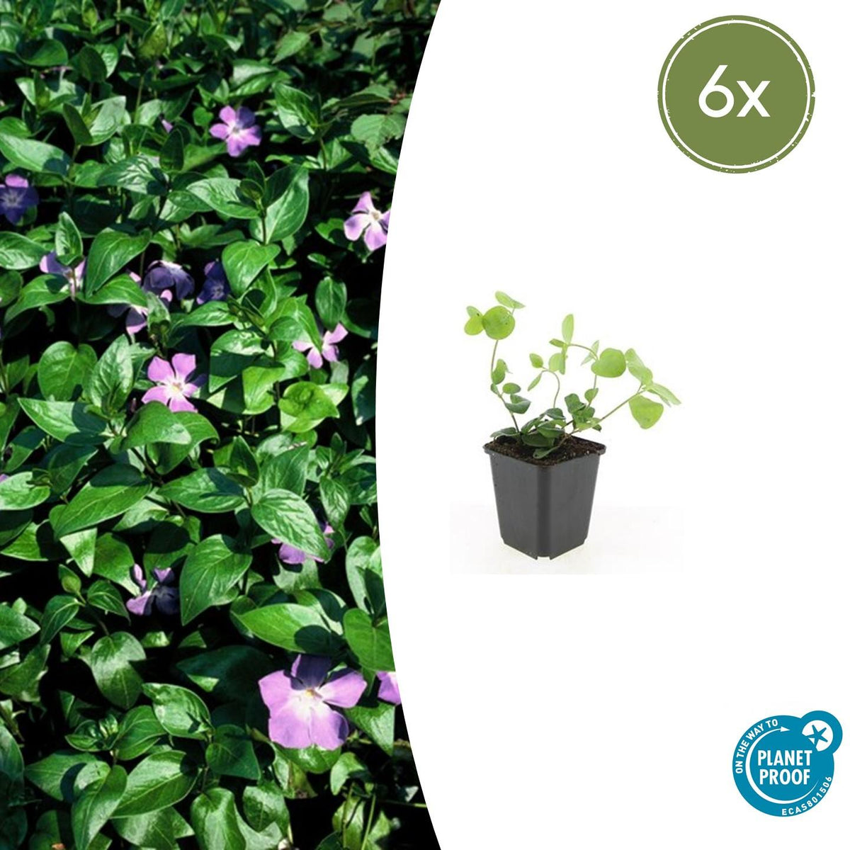Großes Immergrün Vinca major – ↕10-25cm – Ø9cm – 6 Pflanzen – Immergrüner Bodendecker mit violett-blauen Blüten 