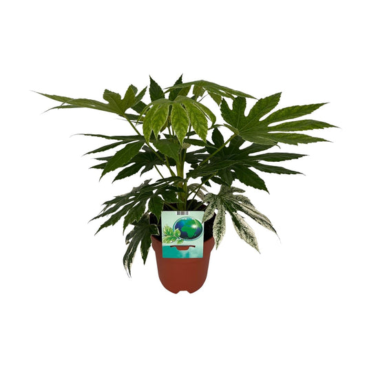 Weiß-Bunte Zimmeraralie Fatsia Japonica Variegata Spiderweb – Zimmerpflanze – Ø19cm – ↕60cm – Immergrüne Zierpflanze mit panaschiertem Laub – Pflegeleicht & halbschattentauglich 