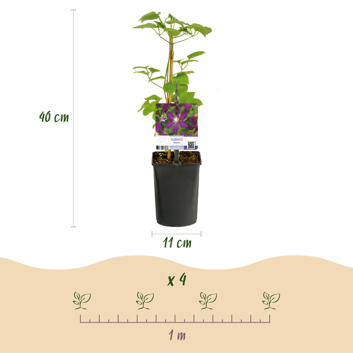 Kletterpflanze Clematis Mikelite – Lila-weiße Blüten – Wenig Pflege – 2 Pflanzen – 11 cm Höhe 40 cm – Für Garten, Terrasse & Pergolen 