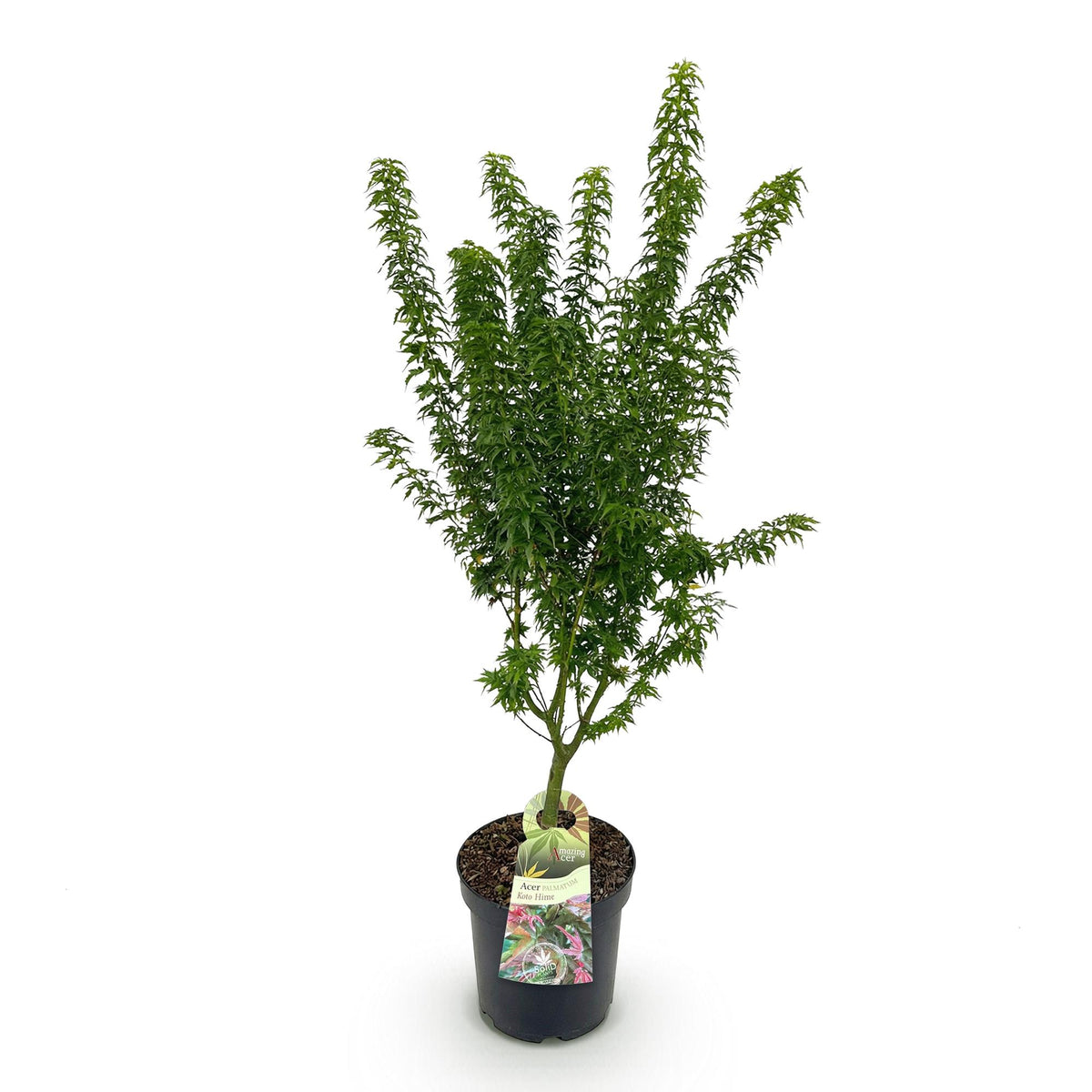 Green boutiQ - Gartenpflanze - Acer palmatum Koto Hime - Japanischer Ahorn - Laubabwerfend - Grün - 1 - Topf 26cm - Höhe 90cm 
