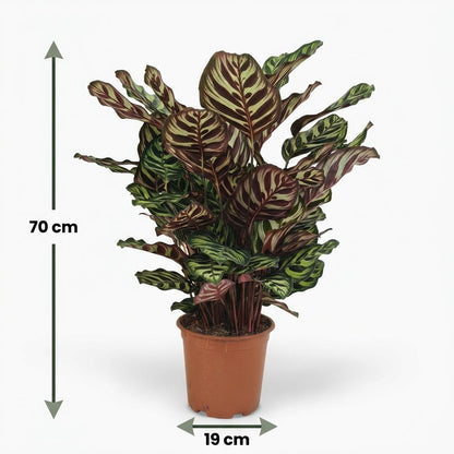 Green boutiQ - Zimmerpflanze - Pfauen-Korbmarante - Calathea Makoyana - Grün - Pflegeleicht - 1 Pflanze - Topf 19cm - Höhe 70cm 