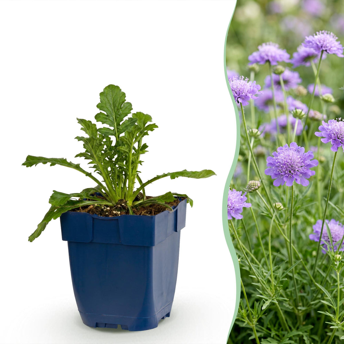 Skabiose 'Butterfly Blue' – Scabiosa columbaria 'Butterfly Blue' – Topf Ø11cm