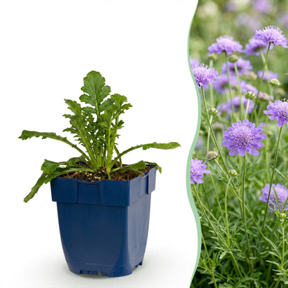 Skabiose 'Butterfly Blue' – Scabiosa columbaria 'Butterfly Blue' – Topf Ø11cm