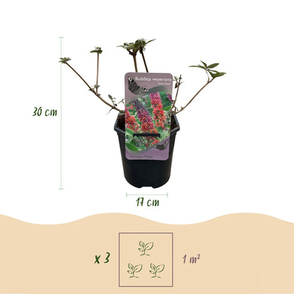 Schmetterlingsbusch Buddleja davidii Flower Power – Orange-Lila Blüten – 3 Pflanzen – 1 m² – Schmetterlingsfreundlich – 17 cm Höhe 30 cm 