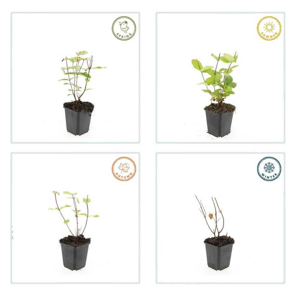 Johanniskraut Hypericum inodorum 'Beauty' – ↕10-25cm – Ø9cm – 6 Pflanzen – pflegeleichter Strauch – gelbe Blüten – bienenfreundlich 