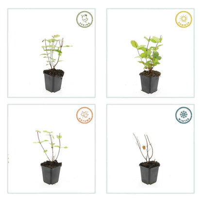 Johanniskraut Hypericum inodorum 'Beauty' – ↕10-25cm – Ø9cm – 6 Pflanzen – pflegeleichter Strauch – gelbe Blüten – bienenfreundlich 