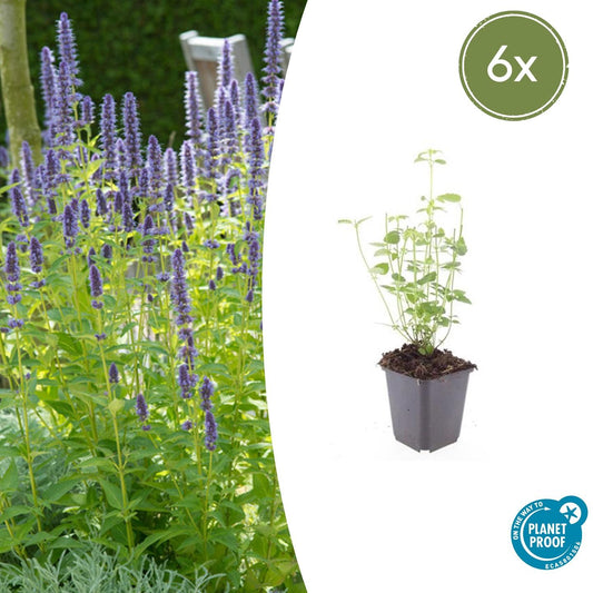 Asiatische Duftnessel Agastache 'Black Adder' – 6 Pflanzen – Staude mit dunkelvioletten Blüten – Ø9cm – Blütezeit Sommer bis Herbst – Bienenfreundlich & pflegeleicht 
