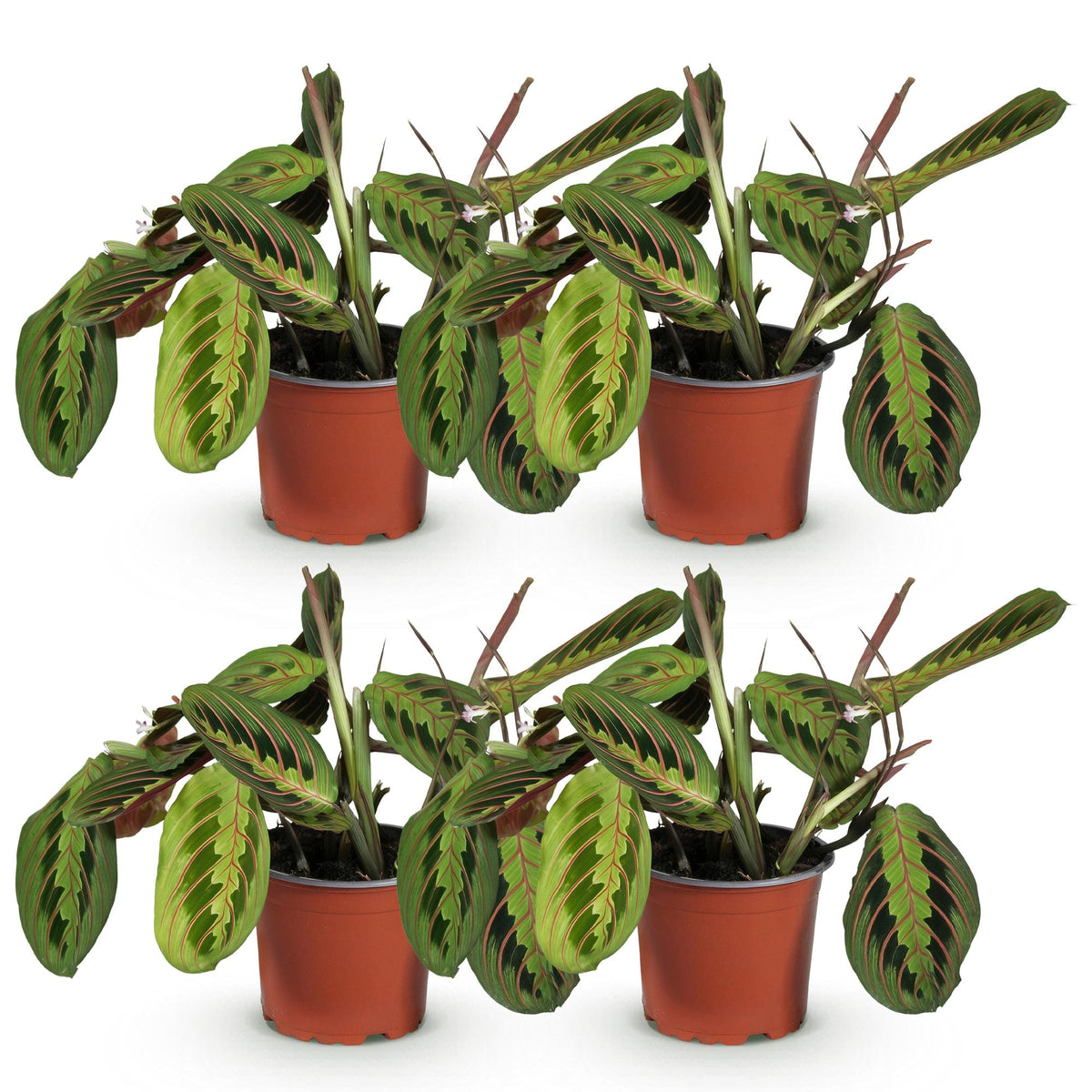 Maranta Fascinator Tricolour Gebetspflanze Pfeilwurz – Grün mit roten Adern – 2 Pflanzen im Set – Topf 12cm – Höhe 30-35cm