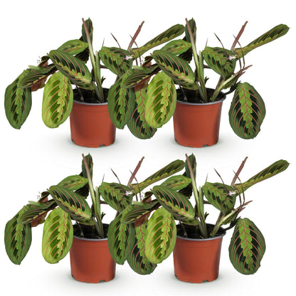 Maranta Fascinator Tricolour Gebetspflanze Pfeilwurz – Grün mit roten Adern – 2 Pflanzen im Set – Topf 12cm – Höhe 30-35cm