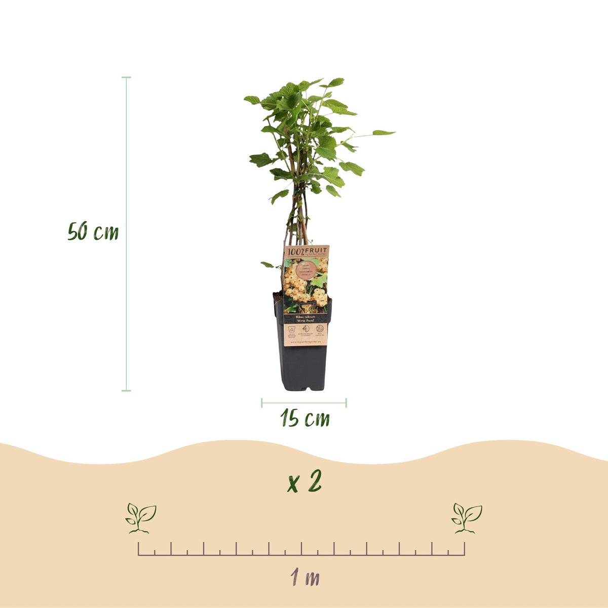 Green boutiQ - Fruit Plant - Ribes rubrum Witte Parel - Berry Plant - Hardy - White Currant - 2 Plants - Pot 15cm - Height 50cm 