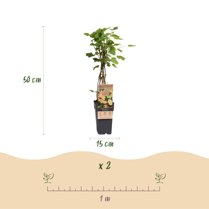 Green boutiQ - Fruit Plant - Ribes rubrum Witte Parel - Berry Plant - Hardy - White Currant - 2 Plants - Pot 15cm - Height 50cm 