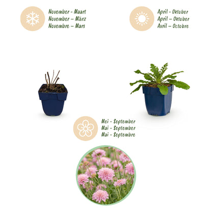 Skabiose 'Pink Mist' – Scabiosa columbaria 'Pink Mist' – 3 Pflanzen – Topf Ø11cm – Ansicht 4