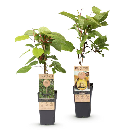 Green boutiQ - Obstpflanze - Actinidia Weiki & Golden Kiwi - Kiwipflanze - 1 Männlich - 1 Weiblich - Pflanzen - Gelb - Topf 15cm - Höhe 50cm 