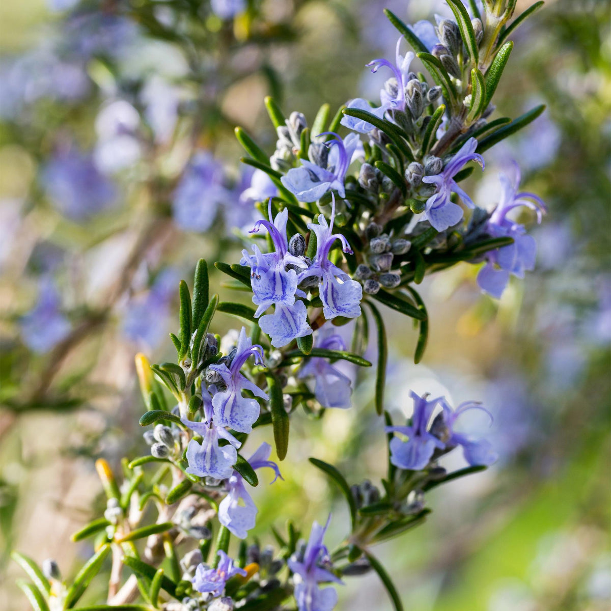 GreenboutiQ - Stamm Pflanze - Rosmarinus officinalis - Terrassen Pflanze - Immergrün - Winterhart - Lila Blüte - Topf 19cm Höhe 90cm 