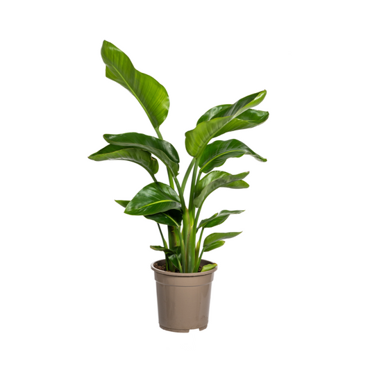 Baum-Strelitzie – Strelitzia Nicolai – Zimmerpflanze – Tropische Riesenpflanze – Ø21cm – Höhe 90–110cm – Exotischer Blickfang – Pflegeleicht 