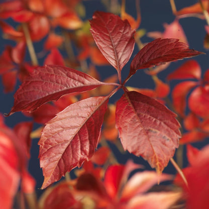 Selbstklimmender Mauerwein Parthenocissus Engelmannii – Kletterpflanze mit grünen & roten Blättern – 2 Pflanzen – 11 cm x H40 cm – Pflegeleicht 