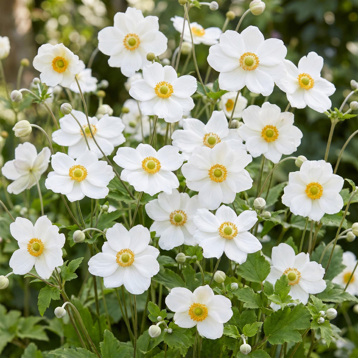 Herbst-Anemone 'Honorine Jobert' – Anemone hybrida 'Honorine Jobert' – Topf Ø11cm – Ansicht 5