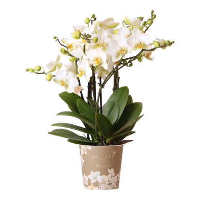 Phalaenopsis Orchidee Lausanne – Weiß – Ø12cm – 2–3 Zweige – Elegante Zimmerpflanze mit vielen Blüten – Für Wohnzimmer, Büro & Bad 
