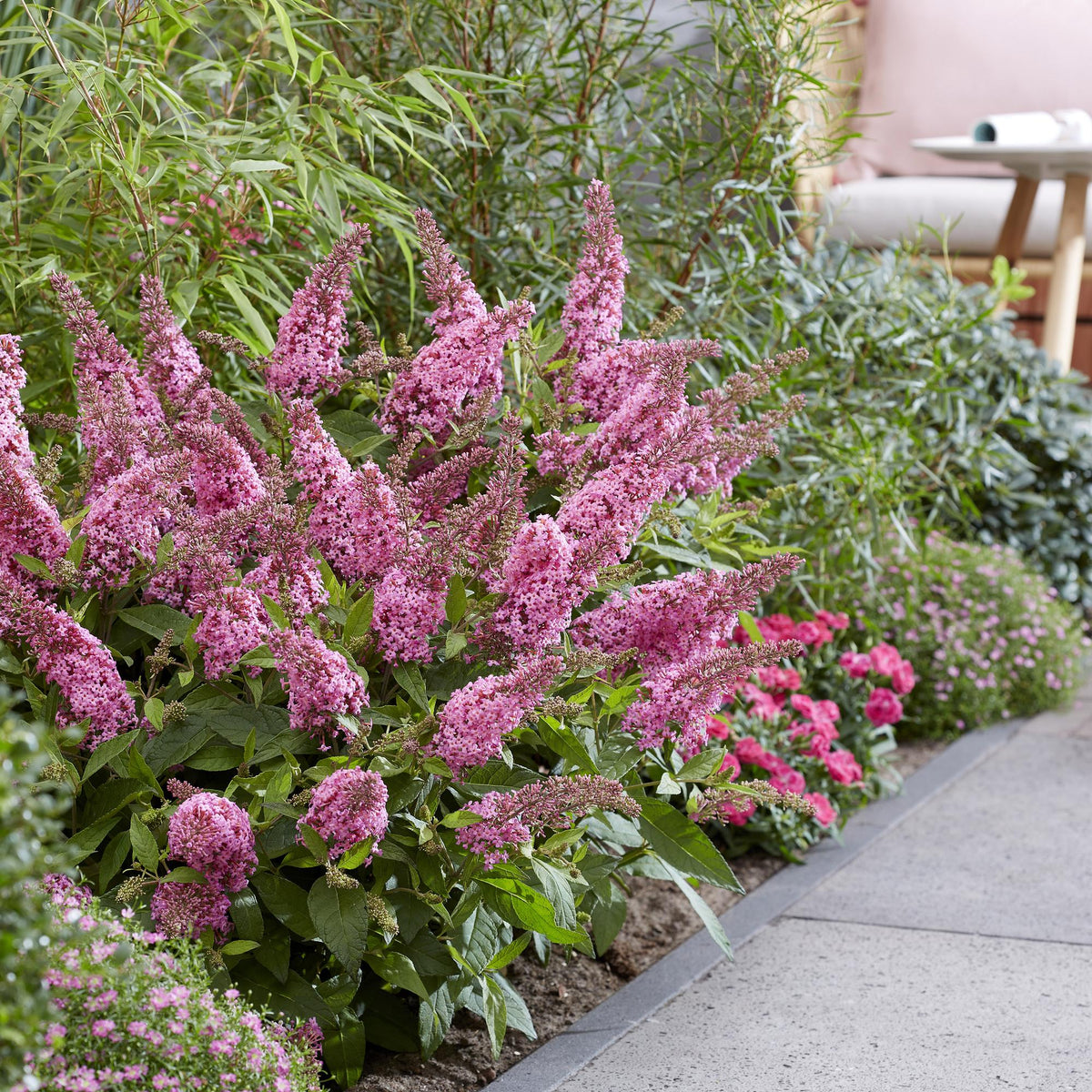 Green boutiQ - Gartenpflanze - Buddleja davidii Butterfly Candy Little Pink - Schmetterlingsstrauch - Kompakt - Rosa - 3 Pflanzen - Topf 12cm - Höhe 20-25cm 