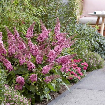 Green boutiQ - Gartenpflanze - Buddleja davidii Butterfly Candy Little Pink - Schmetterlingsstrauch - Kompakt - Rosa - 3 Pflanzen - Topf 12cm - Höhe 20-25cm 