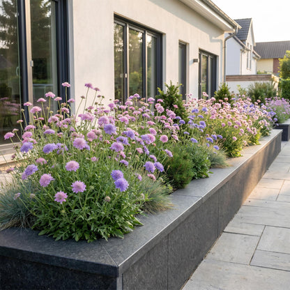 Skabiose-Duo – Scabiosa (Sortenmix) – 6 Pflanzen – Topf Ø11cm – Bienenfreundliche Staude für Garten & Balkon – Ansicht 6