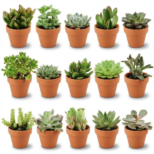 Mini Sukkulenten Mix – 15 Stück – Ø8,1cm Terrakottatöpfe – Höhe 5–10cm – Pflegeleichte Zimmerpflanzen – Ideal für Fensterbank Büro & Wohnraum 