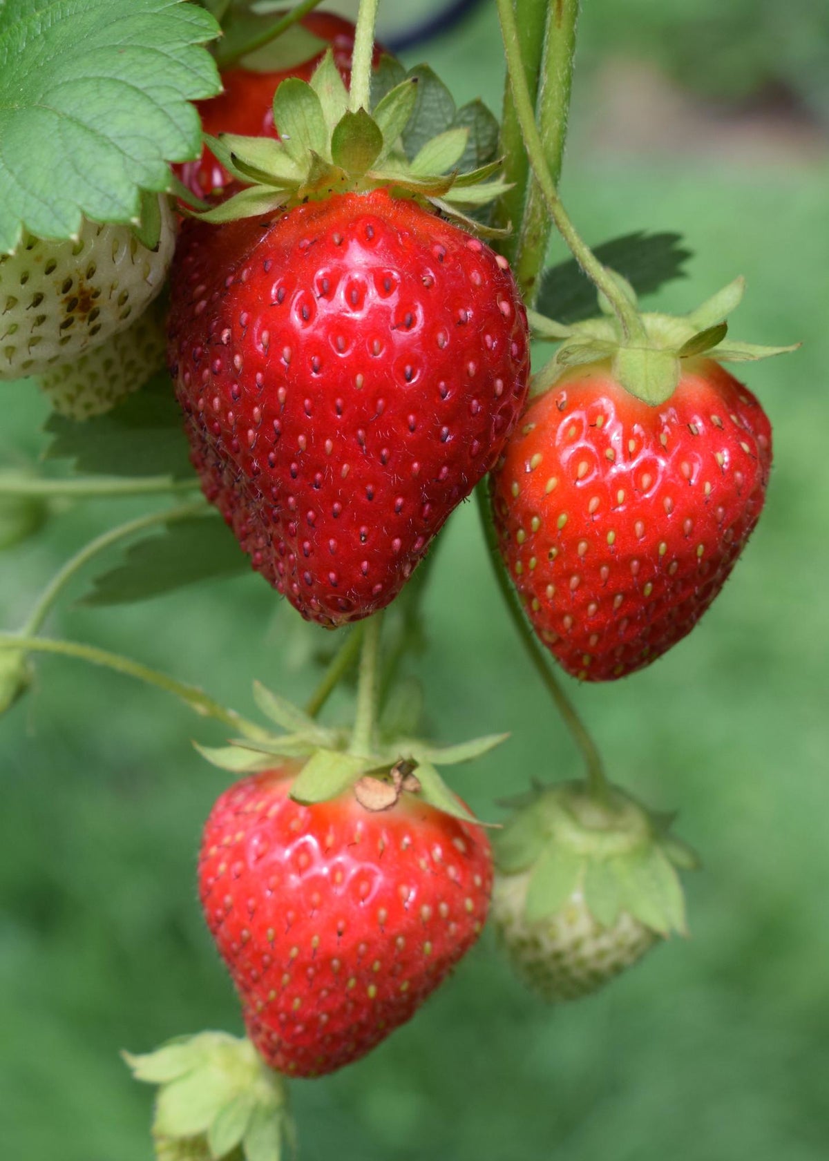 Fragaria x ananassa Delizzimo - Ø13cm - ↕45cm 