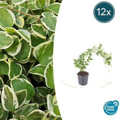 Kleines Immergrün Vinca major 'Variegata' – ↕10-25cm – Ø9cm – 6 Pflanzen – Bodendecker – Wintergrün – Schattentauglich – Unte