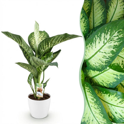 Green boutiQ - Zimmerpflanzen - Diefenbachia Tropic Snow - Dieffenbachia - Wenig Pflege - mit Potter Weiß - Bunt - 1 Pflanze - mit Potter Weiß - Topf 21cm - Höhe 90-100cm 