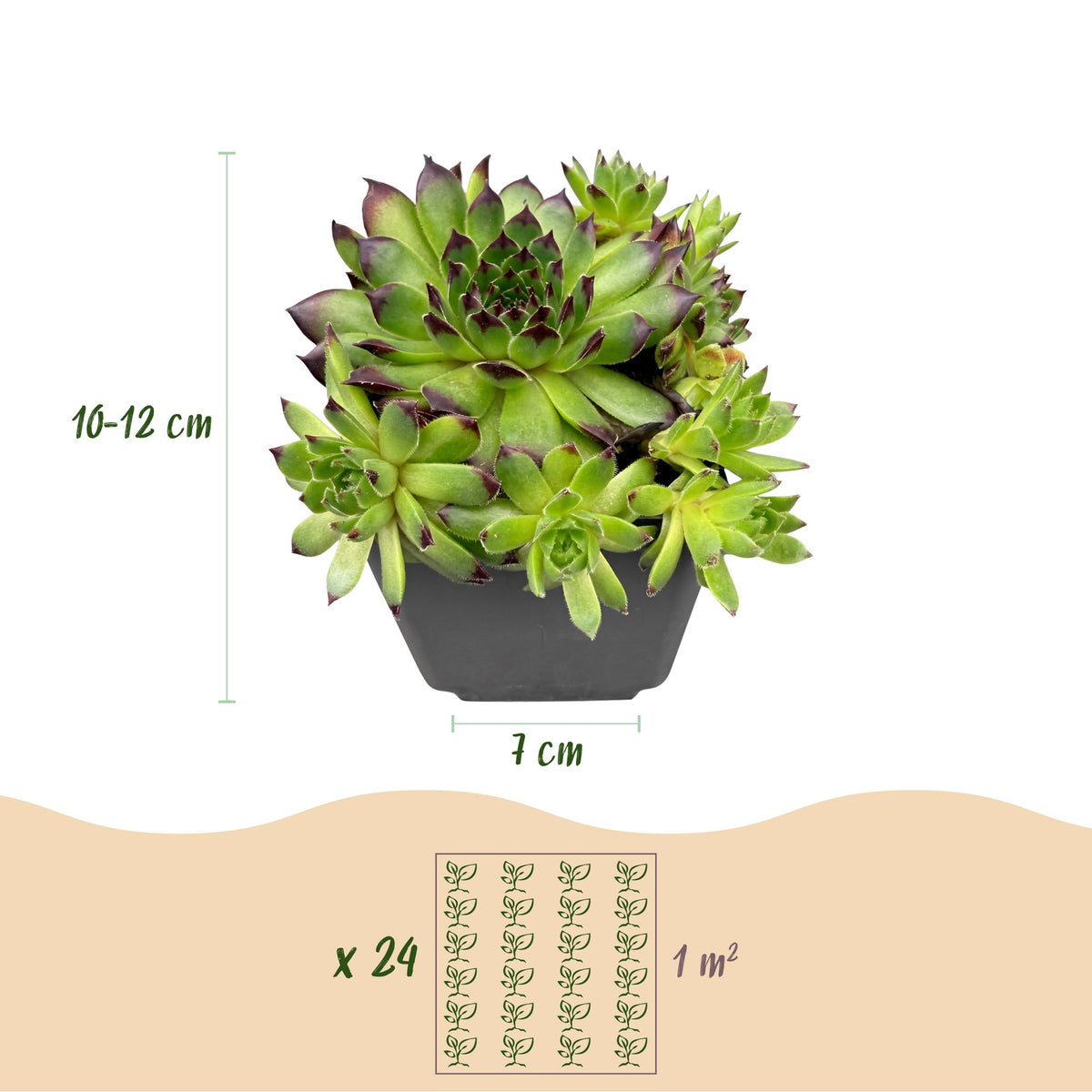 Hauswurz 'Big Sam' – Sempervivum 'Big Sam' – 6 Pflanzen – Topf Ø7cm – Höhe 10-12cm – Ansicht 2