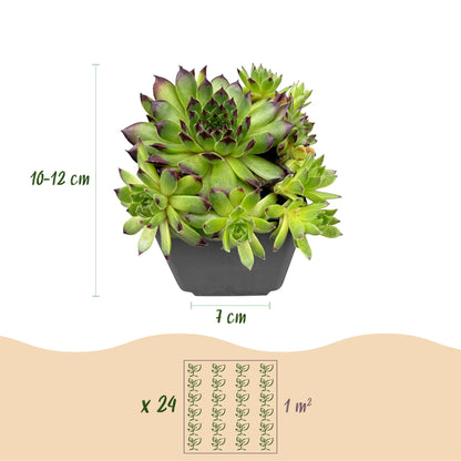 Hauswurz 'Big Sam' – Sempervivum 'Big Sam' – 6 Pflanzen – Topf Ø7cm – Höhe 10-12cm – Ansicht 2