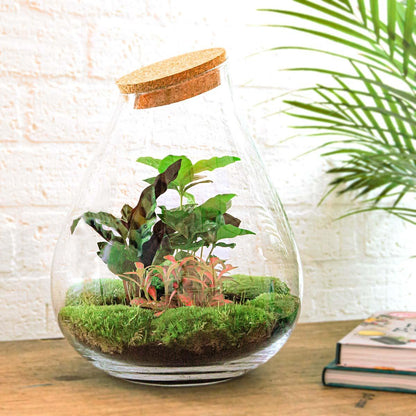 Flaschengarten Drop XL – Rot – Do-it-yourself Terrarium mit Korkdeckel – Ø29 cm x H37 cm – DIY-Pflanzset mit Coffea Arabica, Calathea & Fittonia – Autarkes Ökosystem – Nachhaltiges Geschenk 