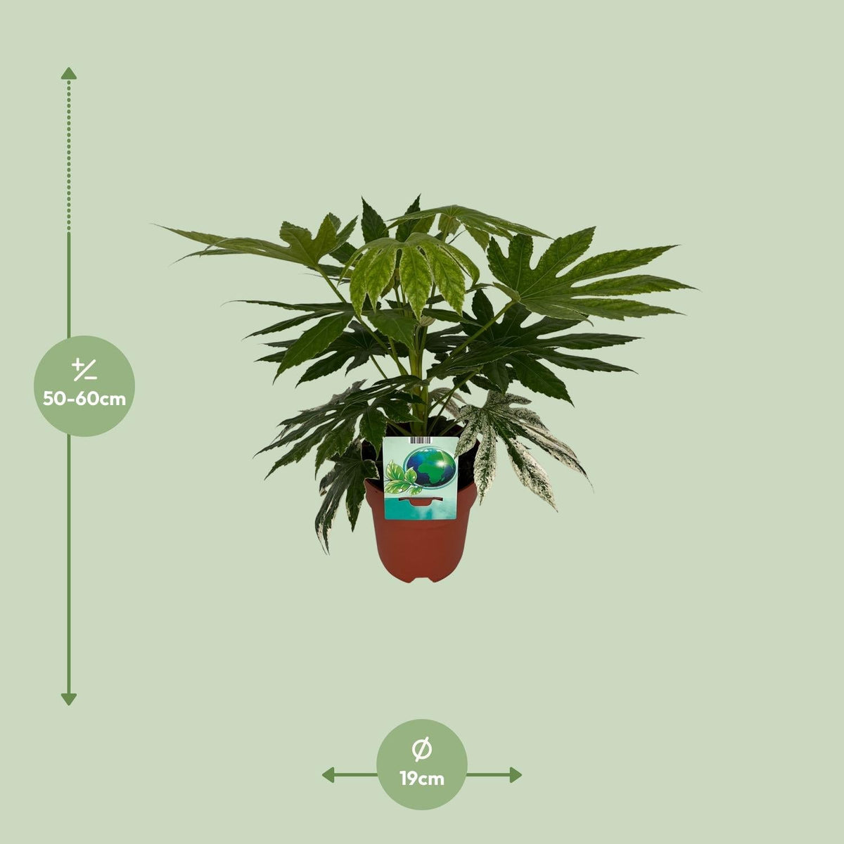 Weiß-Bunte Zimmeraralie Fatsia Japonica Variegata Spiderweb – Zimmerpflanze – Ø19cm – ↕60cm – Immergrüne Zierpflanze mit panaschiertem Laub – Pflegeleicht & halbschattentauglich 