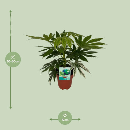 Weiß-Bunte Zimmeraralie Fatsia Japonica Variegata Spiderweb – Zimmerpflanze – Ø19cm – ↕60cm – Immergrüne Zierpflanze mit panaschiertem Laub – Pflegeleicht & halbschattentauglich 