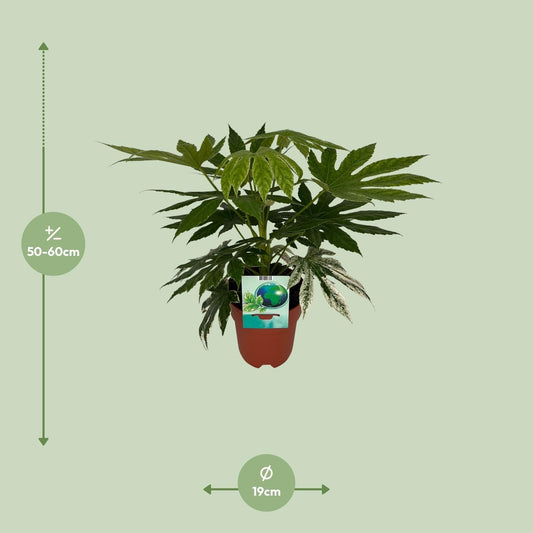 Weiß-Bunte Zimmeraralie Fatsia Japonica Variegata Spiderweb – Zimmerpflanze – Ø19cm – ↕60cm – Immergrüne Zierpflanze mit panaschiertem Laub – Pflegeleicht & halbschattentauglich 