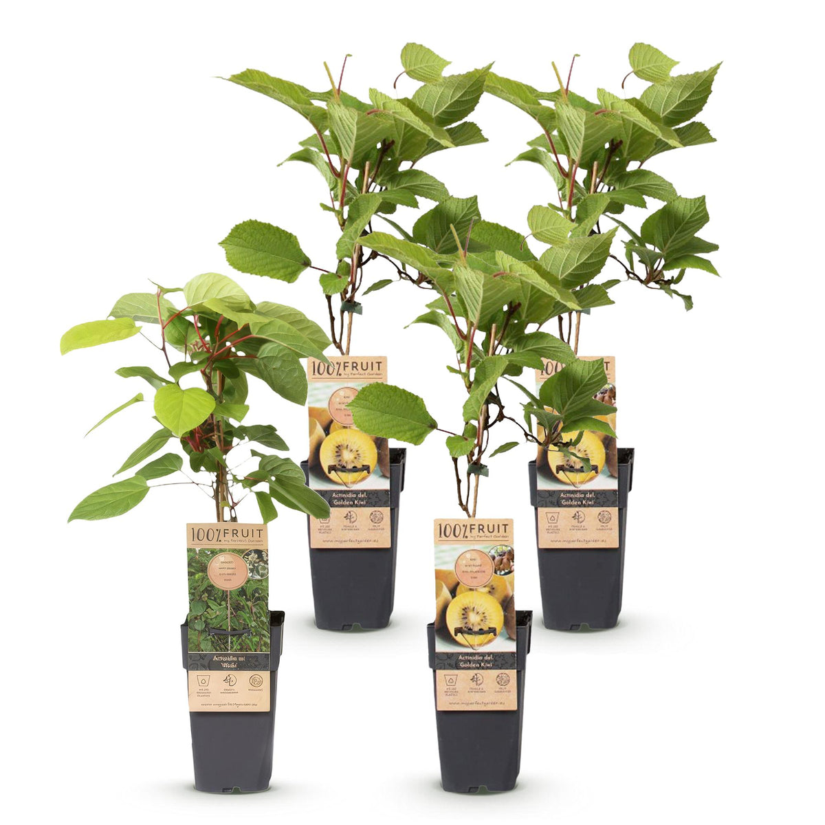 Green boutiQ - Obststrauch - Actinidia Weiki & Golden Kiwi - Kiwi-Pflanze - 1 Männlich - 3 Weiblich - Pflanzen - Gelb - Topf 15cm - Höhe 50cm 
