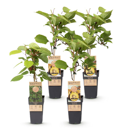 Green boutiQ - Obststrauch - Actinidia Weiki & Golden Kiwi - Kiwi-Pflanze - 1 Männlich - 3 Weiblich - Pflanzen - Gelb - Topf 15cm - Höhe 50cm 