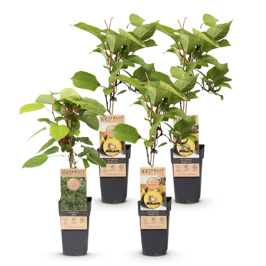 Green boutiQ - Obststrauch - Actinidia Weiki & Golden Kiwi - Kiwi-Pflanze - 1 Männlich - 3 Weiblich - Pflanzen - Gelb - Topf 15cm - Höhe 50cm 