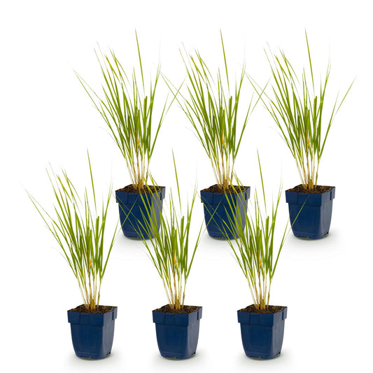 Reitgras 'Karl Foerster' – Calamagrostis 'Karl Foerster' – 6 Pflanzen – Topf Ø11cm – Ansicht 2