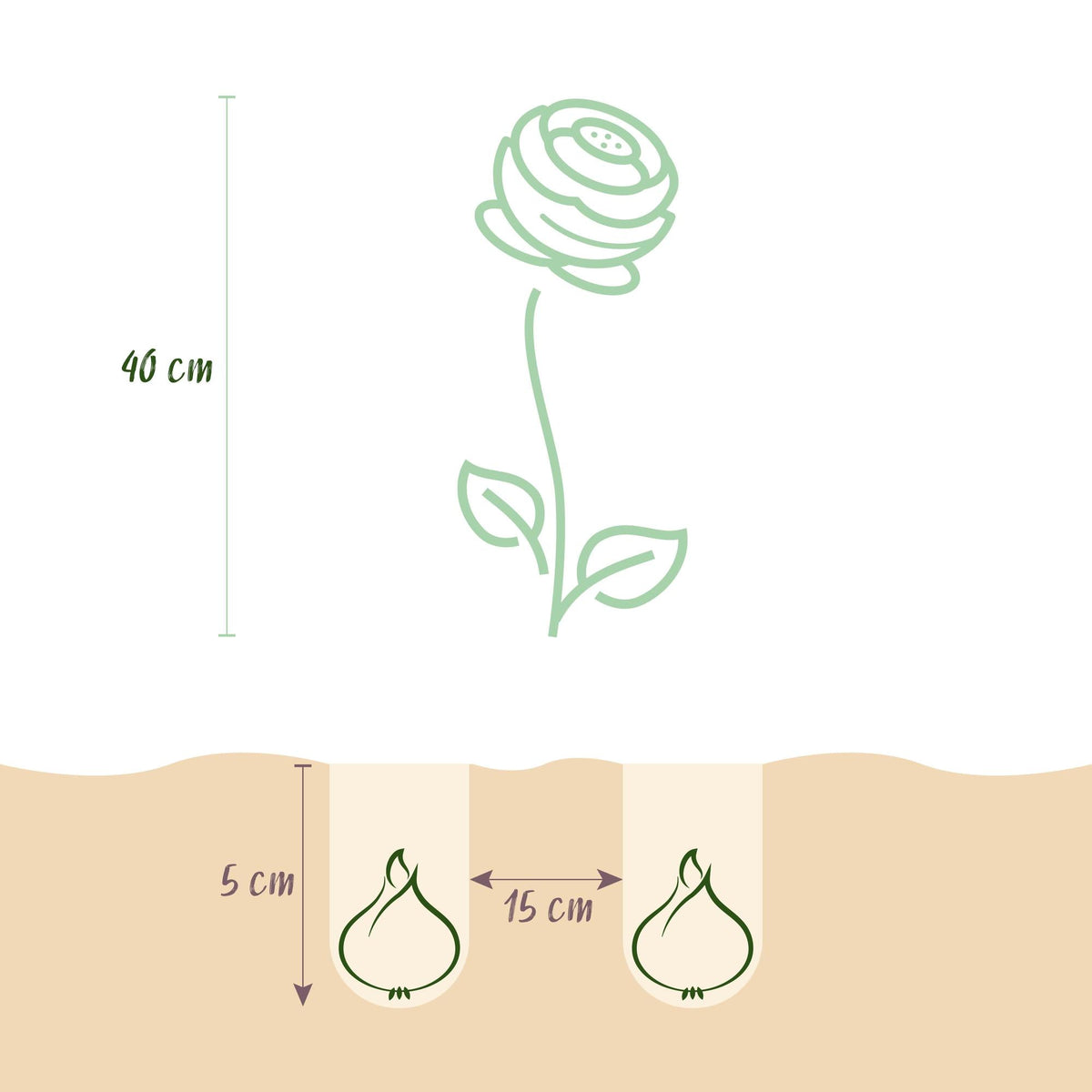 GreenboutiQ - Blumenzwiebeln - Ranunculus Mix - Verschiedene Farben - 40 Stück - Zwiebelgröße 5/6 - XXL Pack 